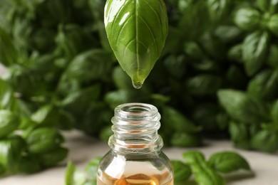 Dripping basil essential oil from green leaf into glass bottle against blurred background, closeup