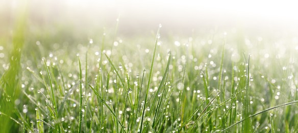 Image of Closeup view of green grass with dew on sunny day, bokeh effect. Banner design