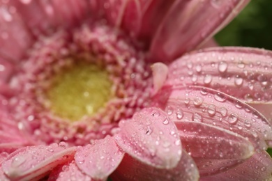Closeup view of beautiful blooming flower with dew drops