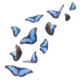 Amazing common morpho butterflies flying on white background