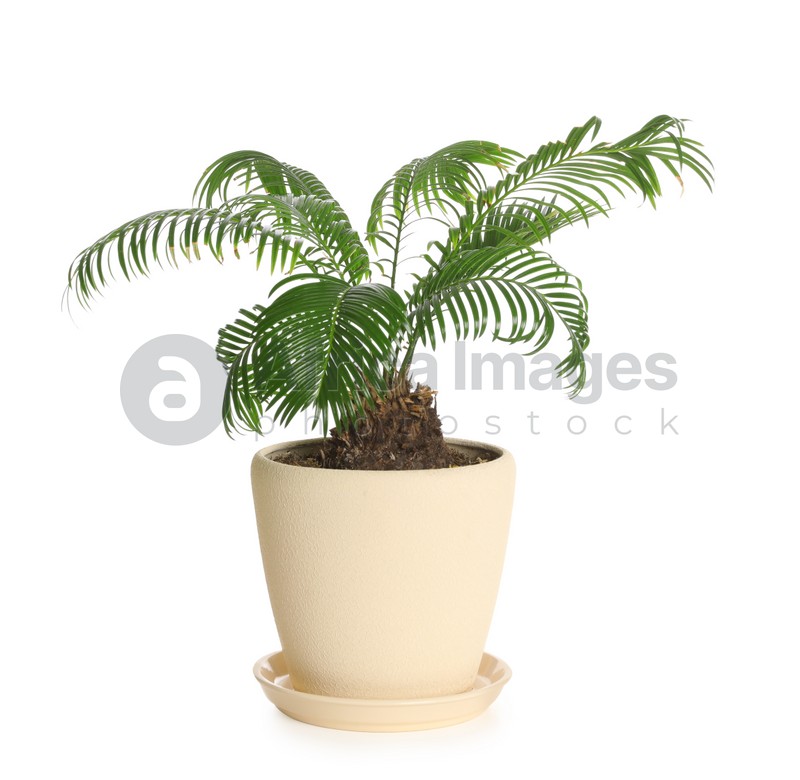 Pot with Sago plant isolated on white. Home decor