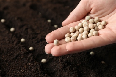 Woman holding pile of peas over soil, closeup. Vegetable seeds