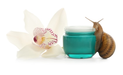 Photo of Snail, jar with cream and orchid flower isolated on white