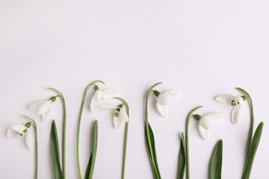 Beautiful snowdrops on white background, top view