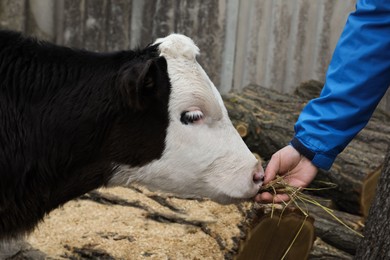 Photo of Man feeding young cow with hay in farmyard, closeup