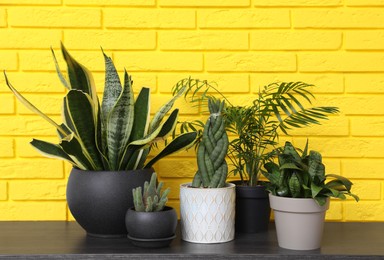 Photo of Different houseplants on black wooden table near yellow brick wall. Interior design