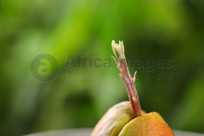Photo of Avocado pit with sprout on blurred background, closeup. Space for text
