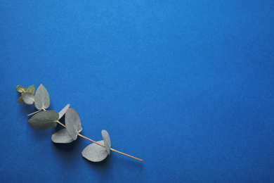Eucalyptus branch on bright background, top view with space for text. Color of the year 2020 (Classic blue)