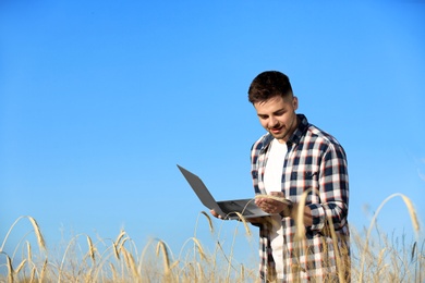 Agronomist with laptop in wheat field, space for text. Cereal grain crop
