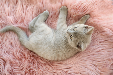 Scottish straight baby cat lying on soft furry blanket, above view