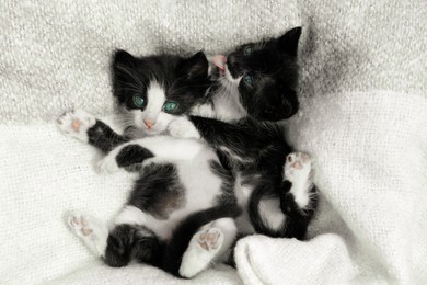 Cute baby kittens playing on cozy blanket