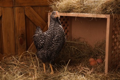 Beautiful chicken near nesting box with eggs in henhouse