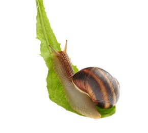 Photo of Common garden snail on green leaf against white background