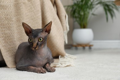 Sphynx cat lying on carpet at home