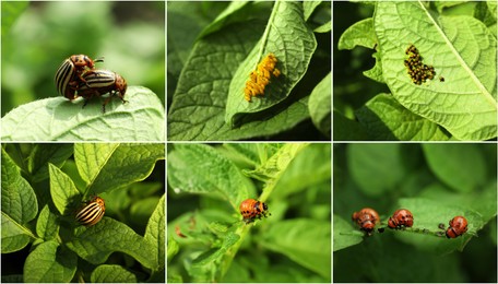 Image of Collage with different photos of Colorado potato beetles on green leaves