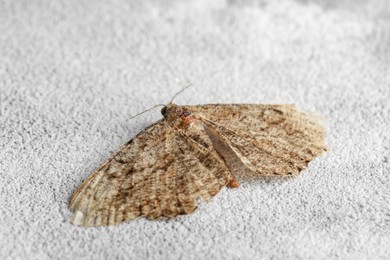 Alcis repandata moth on light textured background, closeup