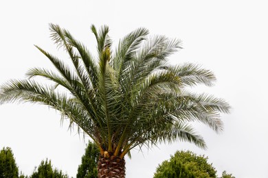 Beautiful palm tree with green leaves outdoors