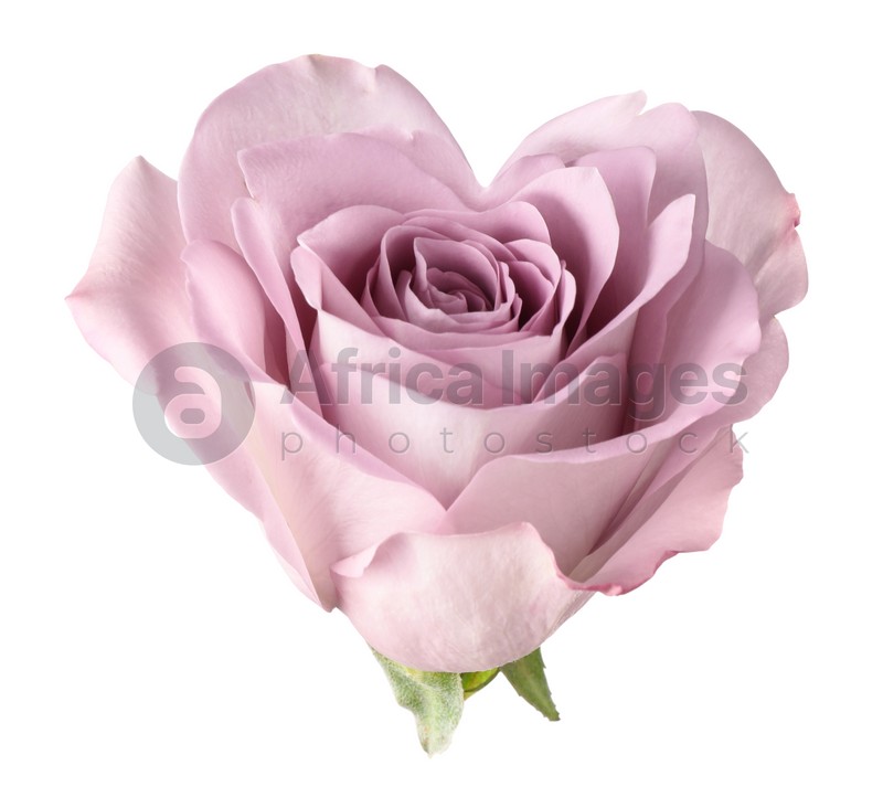 Beautiful lilac rose in shape of heart on white background