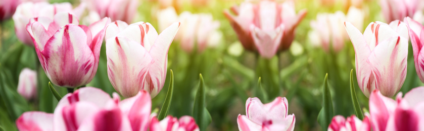 Image of Beautiful blooming tulips outdoors on spring day. Horizontal banner design