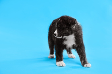 Cute Akita inu puppy on light blue background, space for text. Friendly dog