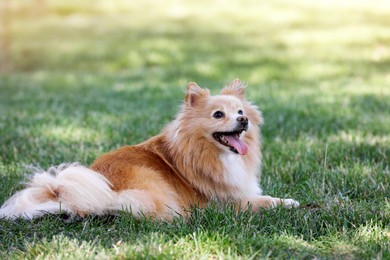Cute dog lying on green grass in park