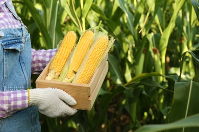 Woman with wooden crate of fresh ripe corn on field, closeup