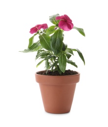 Beautiful pink vinca flowers in plant pot isolated on white