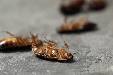 Dead brown cockroaches on grey stone background, closeup. Pest control