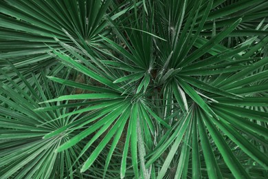 Photo of Beautiful green tropical leaves outdoors, top view