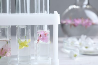 Test tubes with flowers in laboratory, closeup. Extracting essential oil for perfumery and cosmetics