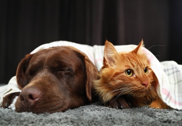 Photo of Adorable cat and dog lying under plaid on floor. Warm and cozy winter