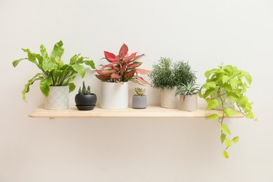 Shelf with many different houseplants on white wall