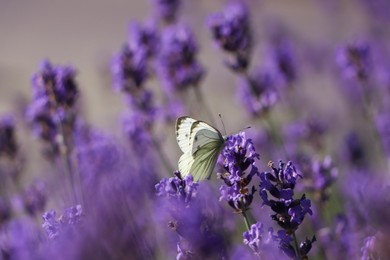 Beautiful butterfly in lavender field on summer day