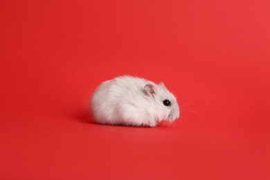 Cute funny pearl hamster on red background