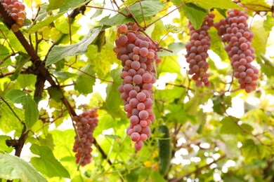 Beautiful tasty grapes growing in vineyard, closeup