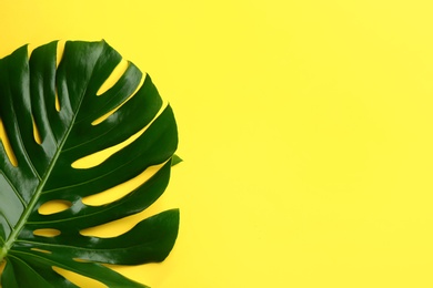 Beautiful monstera leaf on yellow background, top view with space for text. Tropical plant