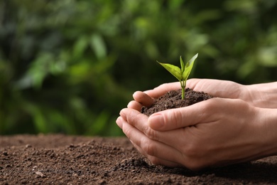 Woman holding young seedling over soil on blurred background, closeup. Space for text