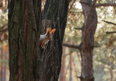 Cute red squirrel on tree in forest