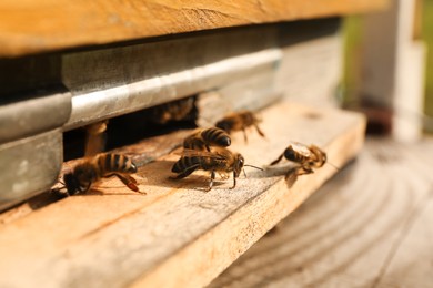 Closeup view of wooden hive with honey bees on sunny day