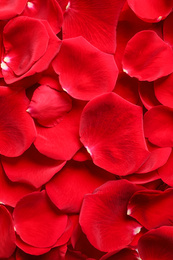 Fresh red rose petals as background, closeup