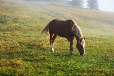 Beautiful view of horse grazing on misty meadow