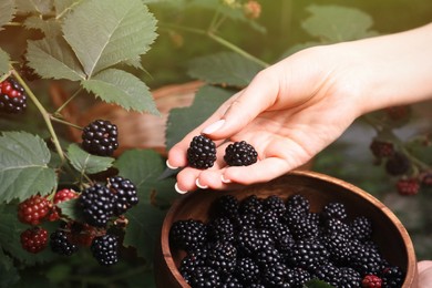 Photo of Woman gathering ripe blackberries into wooden bowl in garden, closeup