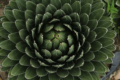 Photo of Beautiful green agave growing outdoors, top view. Succulent plant
