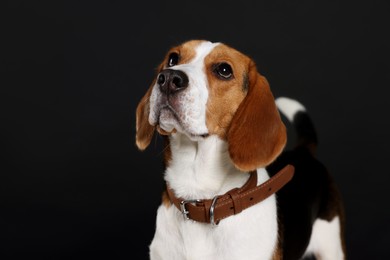 Adorable Beagle dog in stylish collar on black background