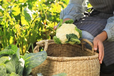 Photo of Woman harvesting fresh ripe cauliflower on farm, closeup