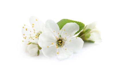 Beautiful cherry blossoms with green leaves isolated on white