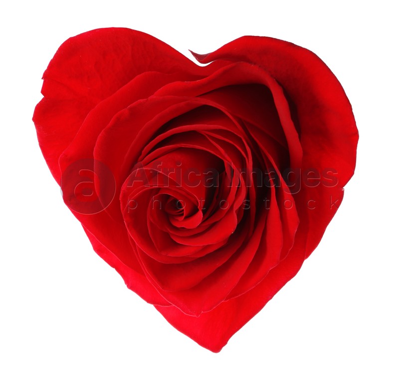 Beautiful red rose in shape of heart on white background
