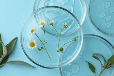 Flat lay composition with Petri dishes and plants on light blue background