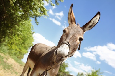 Photo of Cute funny donkey outdoors on sunny day. Beautiful pet