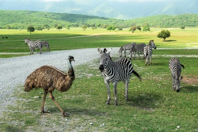 Beautiful emu bird and zebras in safari park